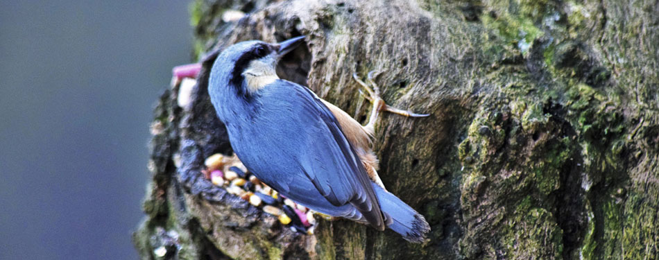 Nuthatch